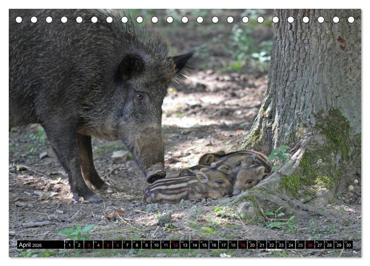 Produktbild: Der Schweinekalender (Tischkalender 2026 DIN A5 quer), CALVENDO Monatskalender