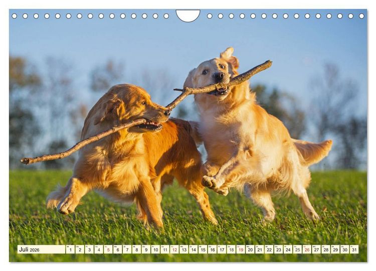 Produktbild: Golden Retriever - Freunde auf 4 Pfoten (Wandkalender 2026 DIN A4 quer), CALVENDO Monatskalender