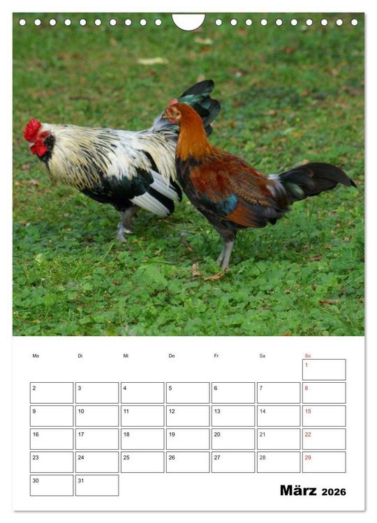 Produktbild: H&uuml;hner Terminplaner (Wandkalender 2026 DIN A4 hoch), CALVENDO Monatskalender