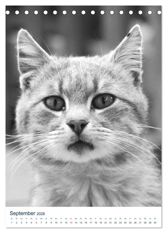 Produktbild: Wilde Katzen - Korsikas Samtpfoten (Tischkalender 2026 DIN A5 hoch), CALVENDO Monatskalender