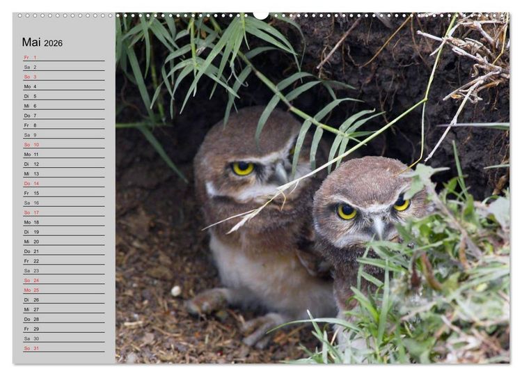 Produktbild: Eulen. Gefiederte Weisheit (hochwertiger Premium Wandkalender 2026 DIN A2 quer), Kunstdruck in Hochglanz