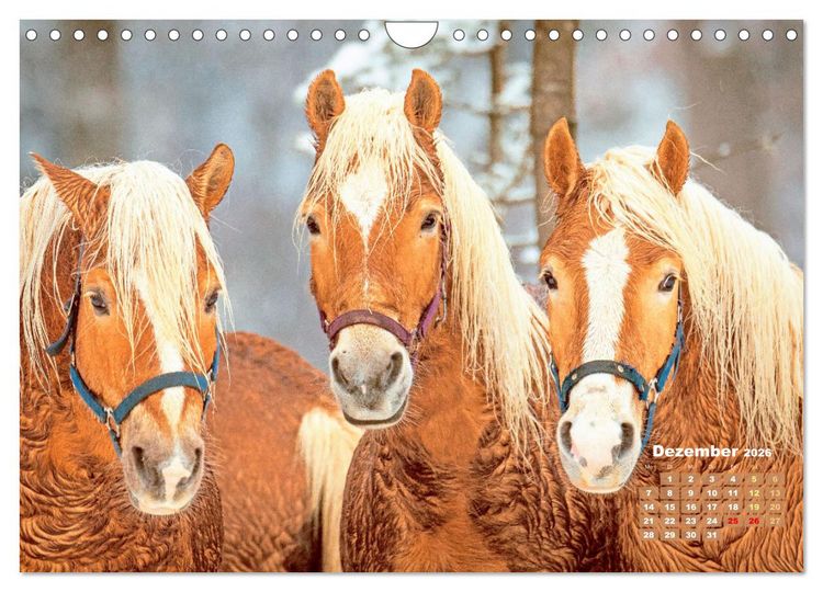 Produktbild: Haflinger: Die blonden Pferde von der Alm (Wandkalender 2026 DIN A4 quer), CALVENDO Monatskalender