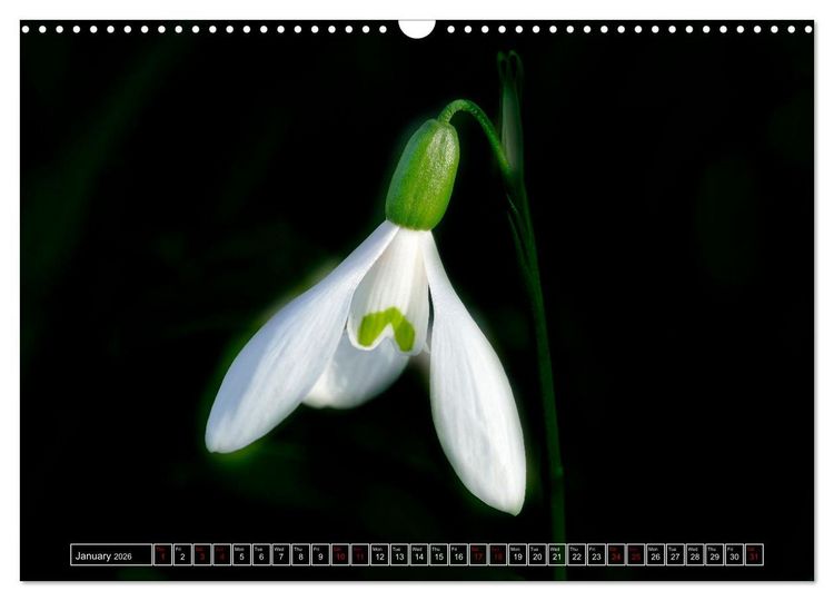 Produktbild: Mysterious plant portraits (Wall Calendar 2026 DIN A3 landscape), CALVENDO 12 Month Wall Calendar