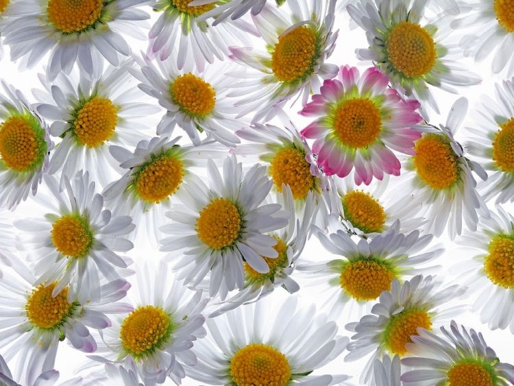 Produktbild: CALVENDO Puzzle G&auml;nsebl&uuml;mchen | 1000 Teile Lege-Gr&ouml;&szlig;e 64x48cm Foto-Puzzle f&uuml;r gl&uuml;ckliche Stunden