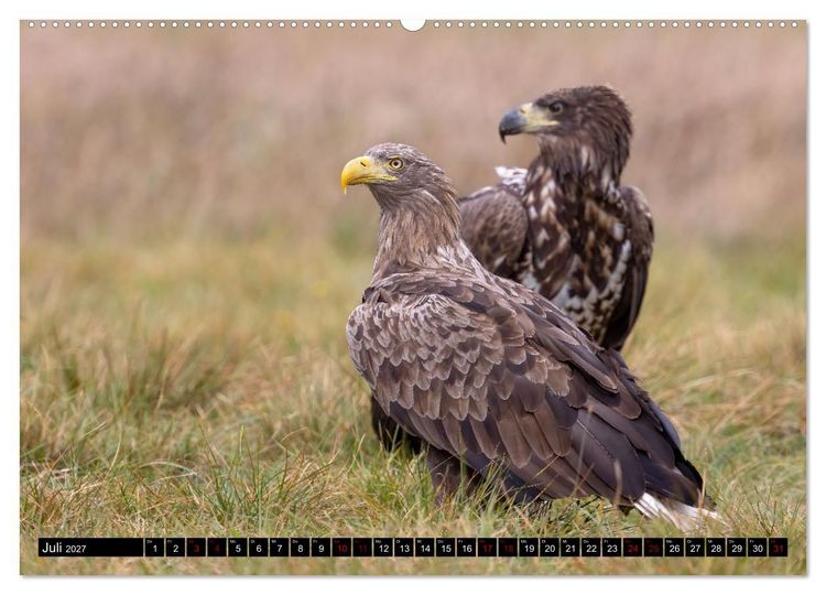 Produktbild: Seeadler in Polen (Wandkalender 2027 DIN A2 quer), CALVENDO Monatskalender