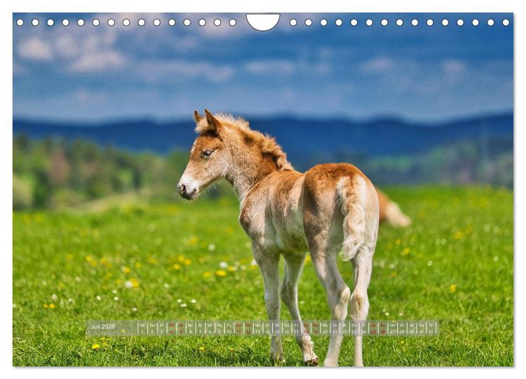 Produktbild: Haflinger Pferde in Th&uuml;ringen (Wandkalender 2026 DIN A4 quer), CALVENDO Monatskalender
