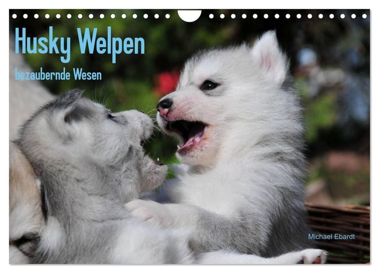 Produktbild: Husky Welpen (Wandkalender 2026 DIN A4 quer), CALVENDO Monatskalender