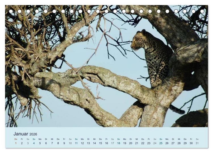 Produktbild: Safari Impressionen / Kenia (Tischkalender 2026 DIN A5 quer), CALVENDO Monatskalender