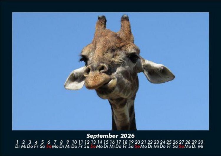 Produktbild: Giraffen 2026 Fotokalender DIN A5