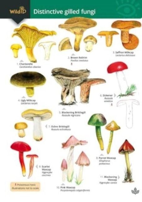 Produktbild: Distinctive gilled fungi