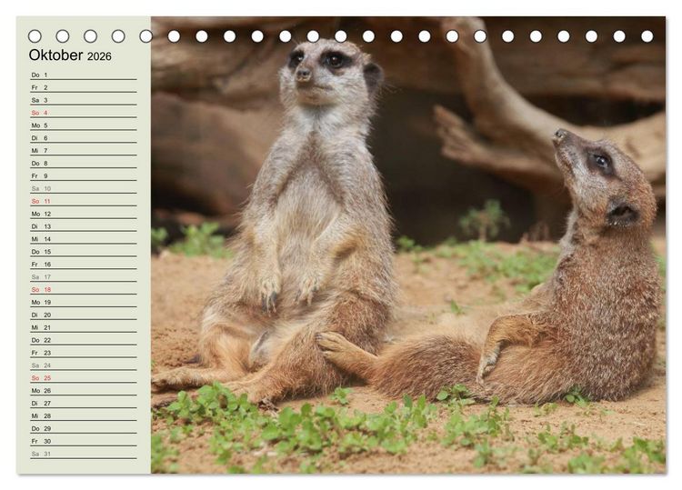 Produktbild: Erdm&auml;nnchen (Tischkalender 2026 DIN A5 quer), CALVENDO Monatskalender