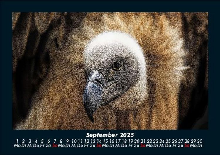 Produktbild: Vogelparadies 2025 Fotokalender DIN A5