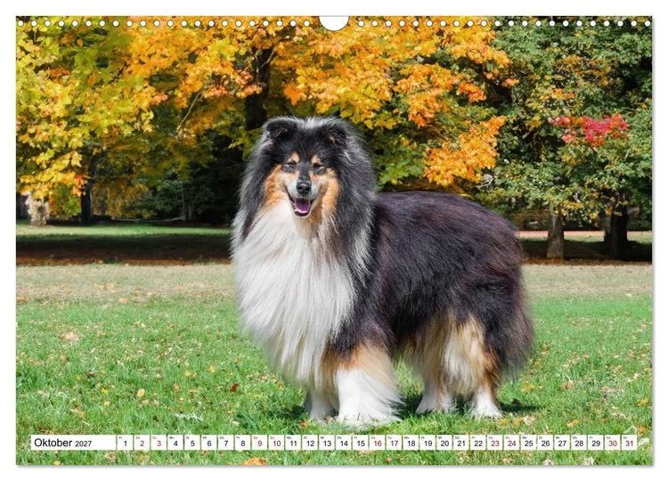 Produktbild: Traumhund Collie - Mein bester Freund (Wandkalender 2027 DIN A3 quer), CALVENDO Monatskalender