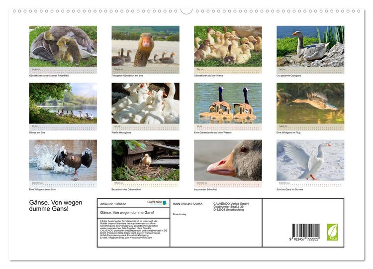 Produktbild: G&auml;nse. Von wegen dumme Gans! (hochwertiger Premium Wandkalender 2026 DIN A2 quer), Kunstdruck in Hochglanz