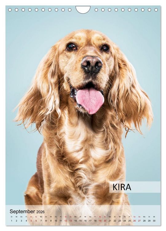 Produktbild: Hundekalender - Hunderassen im Portrait (Wandkalender 2026 DIN A4 hoch), CALVENDO Monatskalender