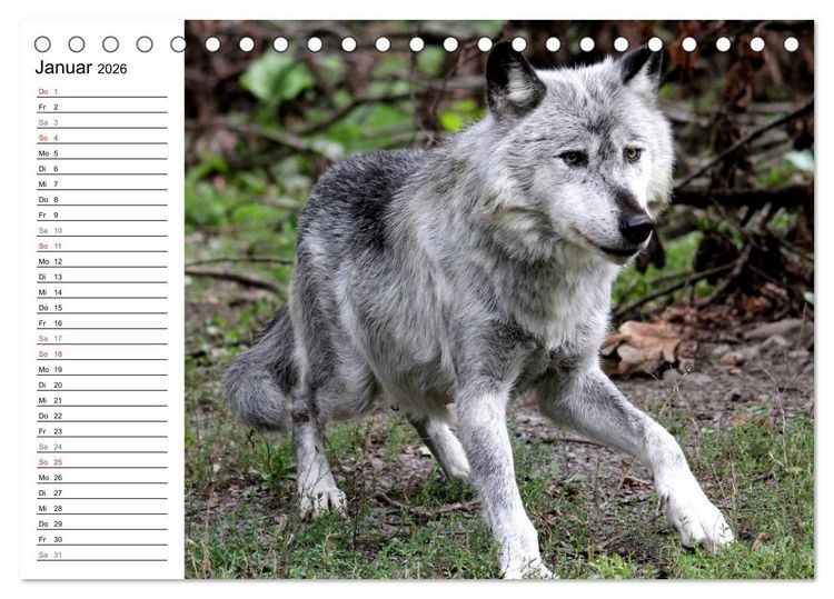 Produktbild: Im Rudel Zuhause - Der Wolf (Tischkalender 2026 DIN A5 quer), CALVENDO Monatskalender