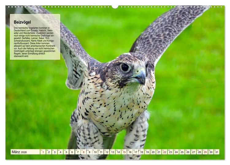 Produktbild: Kulturerbe Falknerei (hochwertiger Premium Wandkalender 2026 DIN A2 quer), Kunstdruck in Hochglanz