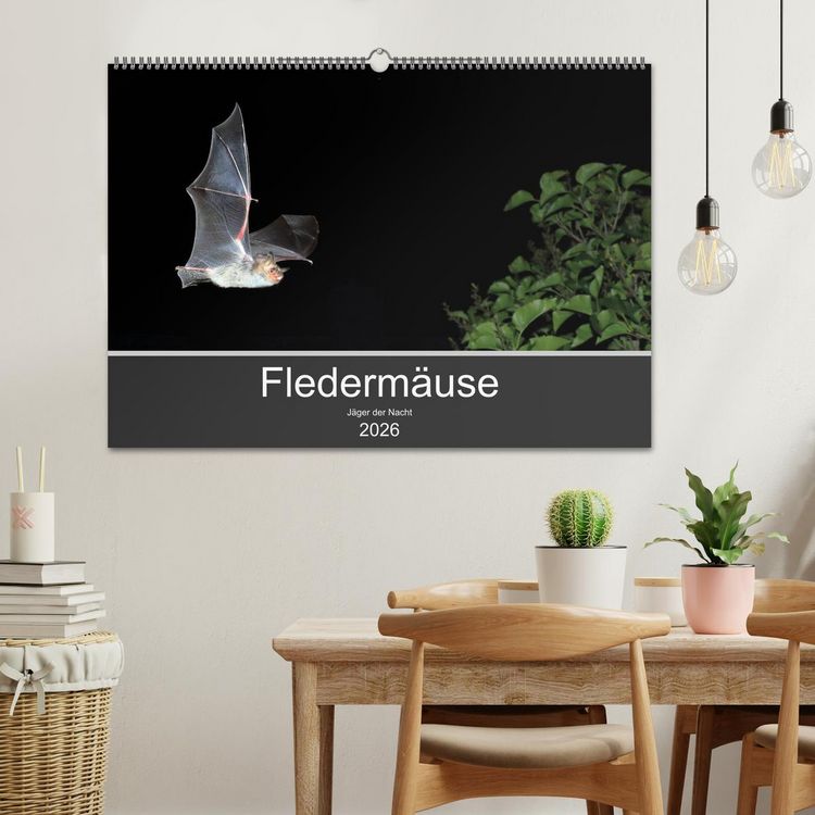 Produktbild: Flederm&auml;use - J&auml;ger der Nacht (Wandkalender 2026 DIN A2 quer), CALVENDO Monatskalender