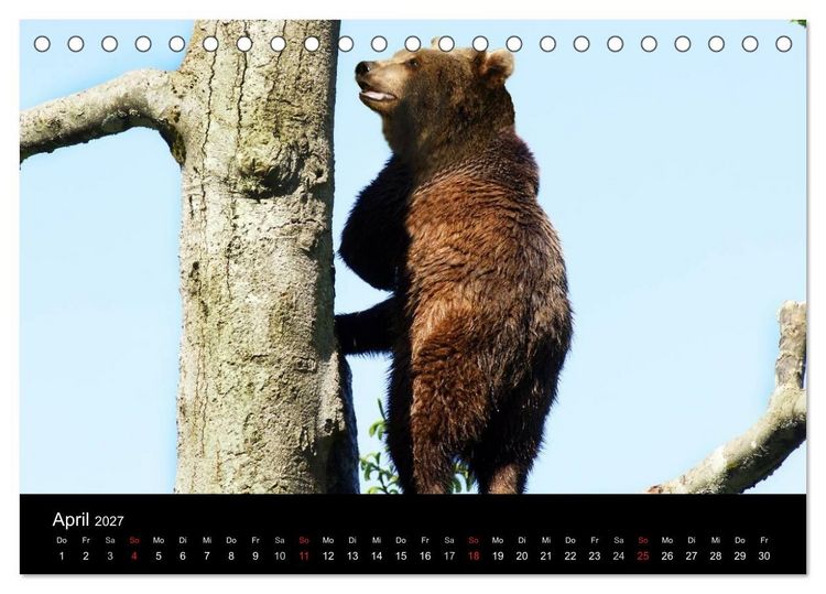 Produktbild: B&auml;ren im Nationalpark Bayerischer Wald (Tischkalender 2027 DIN A5 quer), CALVENDO Monatskalender