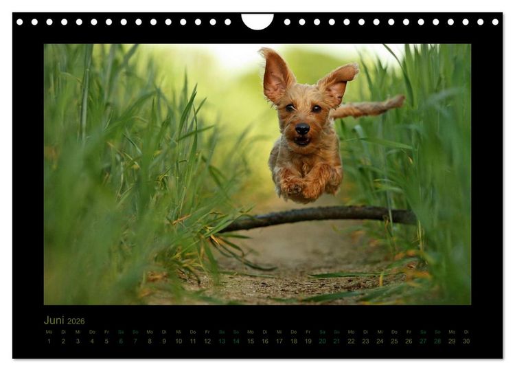 Produktbild: Elli Pirelli... aus dem Leben eines fr&ouml;hlichen Pinscher-Dackel-M&auml;dels (Wandkalender 2026 DIN A4 quer), CALVENDO Monatskalender