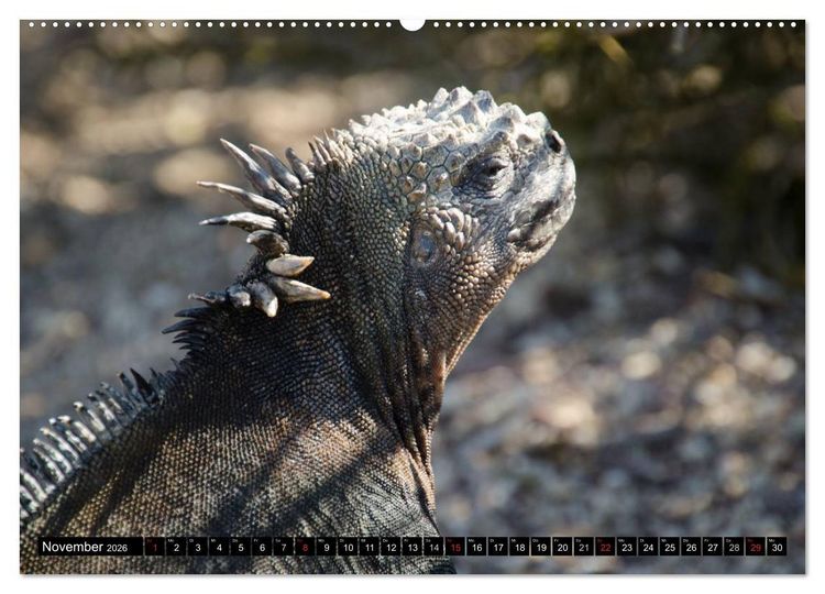 Produktbild: Leguane auf Galapagos (hochwertiger Premium Wandkalender 2026 DIN A2 quer), Kunstdruck in Hochglanz