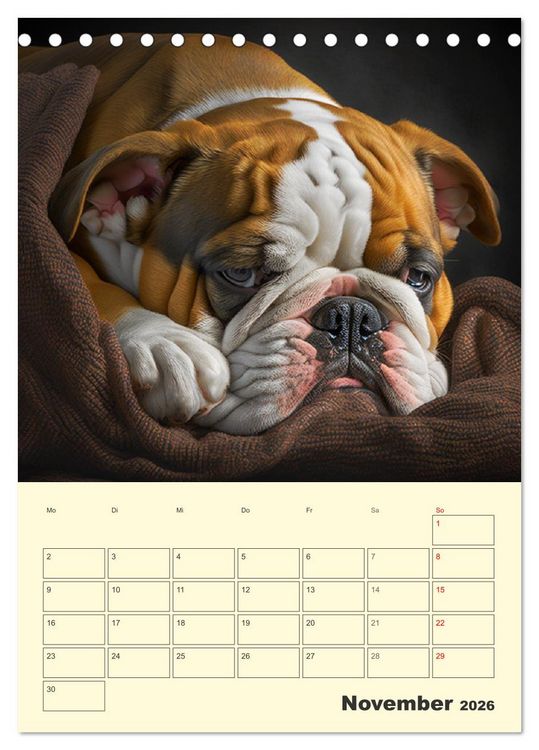 Produktbild: English Bulldogs. Fr&ouml;hliche Dickk&ouml;pfe mit Charakter (Tischkalender 2026 DIN A5 hoch), CALVENDO Monatskalender
