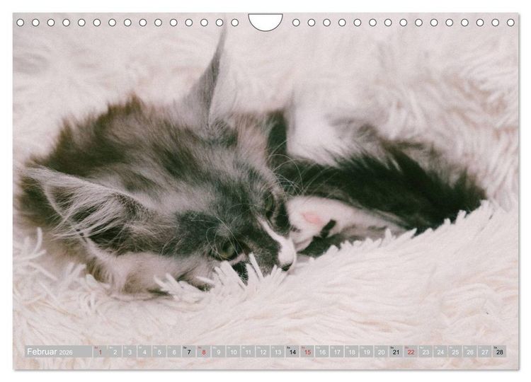 Produktbild: Katzen Pers&ouml;nlichkeiten 2026 (Wandkalender 2026 DIN A4 quer), CALVENDO Monatskalender