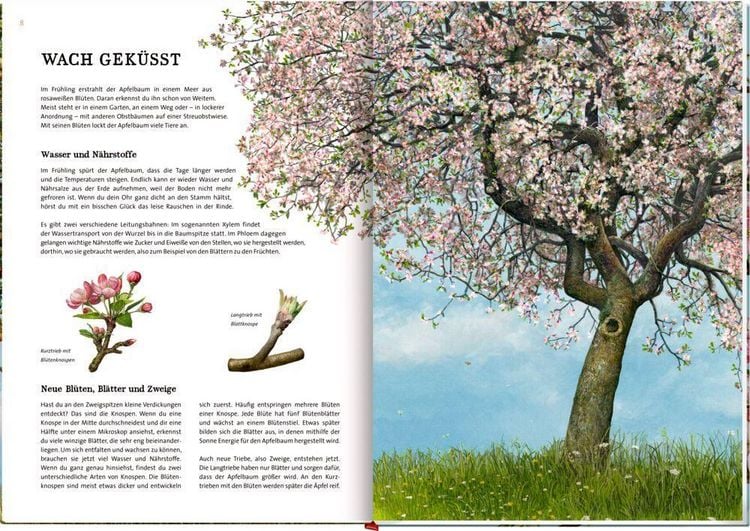 Produktbild: Das gro&szlig;e Buch vom Apfelbaum