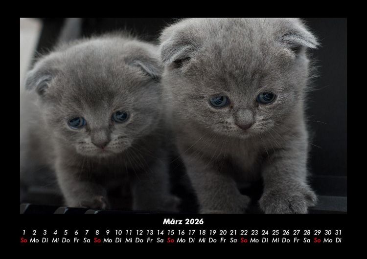 Produktbild: F&uuml;r Katzenfreunde 2026 Fotokalender DIN A3