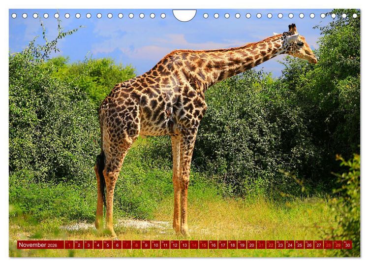 Produktbild: Botswana- Pirschfahrt mit Garantie auf Wildlife (Wandkalender 2026 DIN A4 quer), CALVENDO Monatskalender