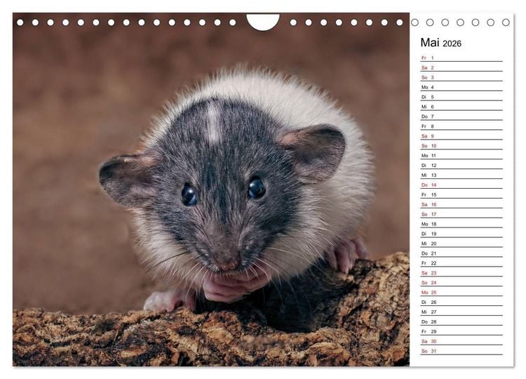 Produktbild: Ratten. Kleine Nager, gro&szlig;es Herz. (Wandkalender 2026 DIN A4 quer), CALVENDO Monatskalender