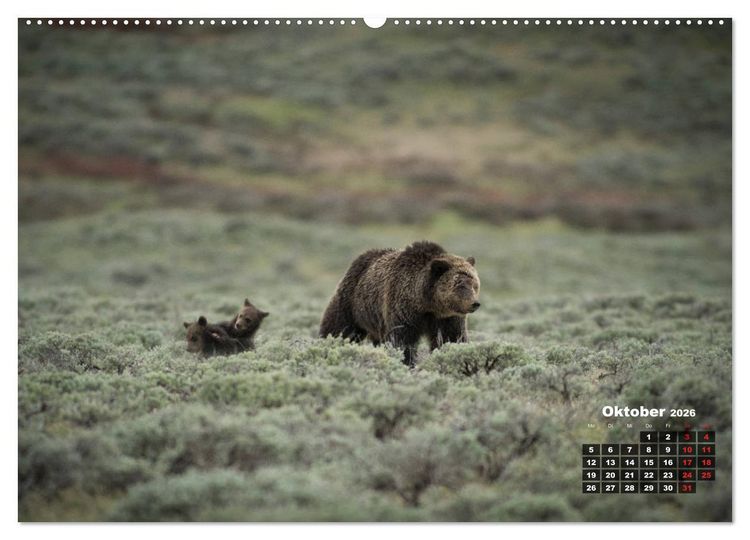 Produktbild: American Wildlife (hochwertiger Premium Wandkalender 2026 DIN A2 quer), Kunstdruck in Hochglanz