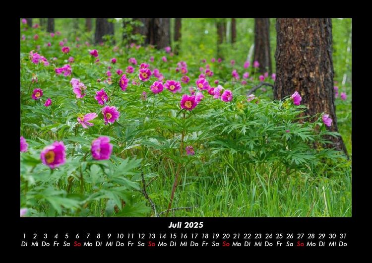 Produktbild: Blumentr&auml;ume 2025 Fotokalender DIN A3