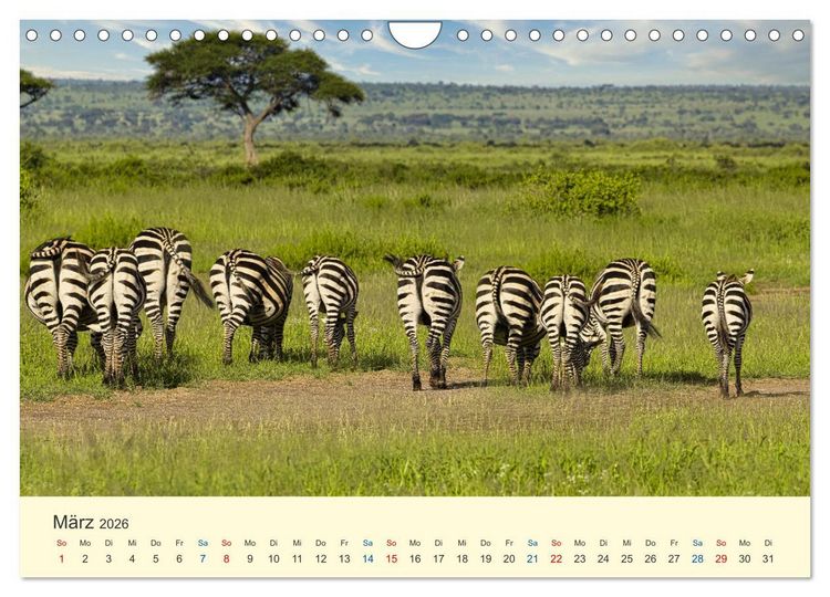 Produktbild: Safari in Kenia (Wandkalender 2026 DIN A4 quer), CALVENDO Monatskalender