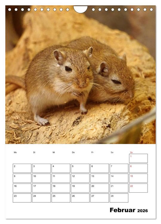 Produktbild: Lustige Rennm&auml;use (Wandkalender 2026 DIN A4 hoch), CALVENDO Monatskalender