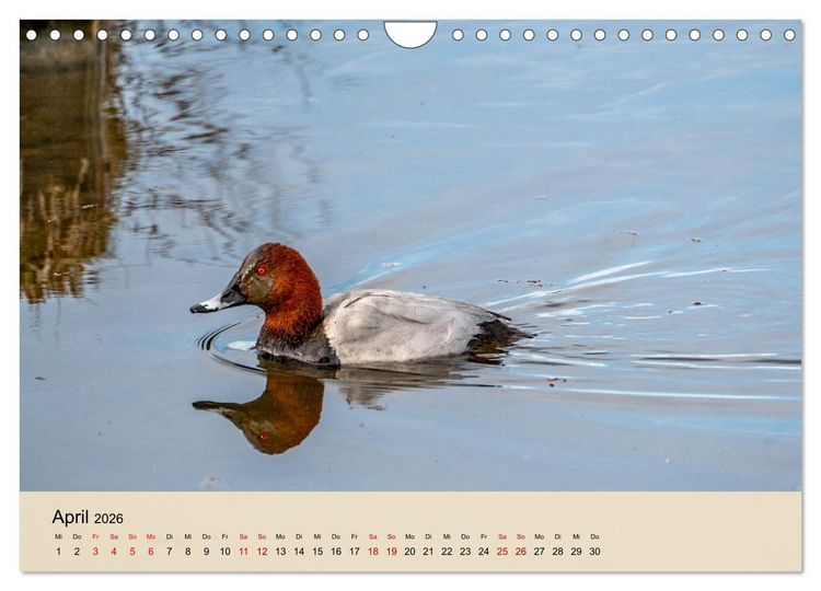 Produktbild: Wildes Stadtleben in M&uuml;nchen (Wandkalender 2026 DIN A4 quer), CALVENDO Monatskalender