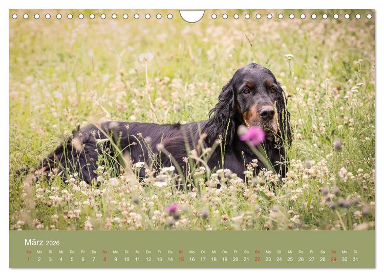 Produktbild: Setter - Geliebter Freund und Jagdkamerad (Wandkalender 2026 DIN A4 quer), CALVENDO Monatskalender