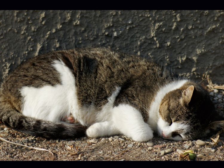 Produktbild: CALVENDO Puzzle Schlafende Hauskatze 1000 Teile Lege-Gr&ouml;&szlig;e 64 x 48 cm Foto-Puzzle Bild von kattobello