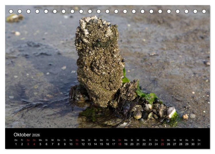 Produktbild: Pellworm 2026 (Tischkalender 2026 DIN A5 quer), CALVENDO Monatskalender