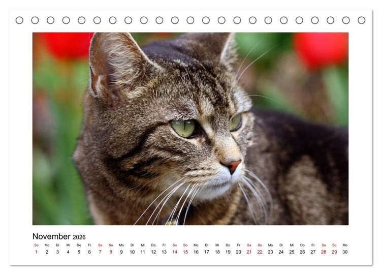 Produktbild: Stra&szlig;entiger auf Samtpfoten (Tischkalender 2026 DIN A5 quer), CALVENDO Monatskalender