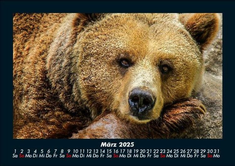 Produktbild: Der Tierkalender 2025 Fotokalender DIN A5