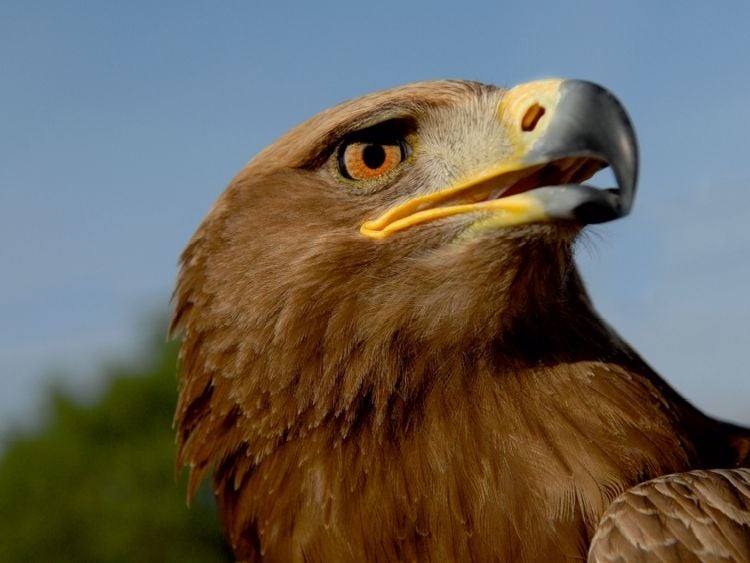 Produktbild: Steinadler (Aquila chrysaetos) (Puzzle)