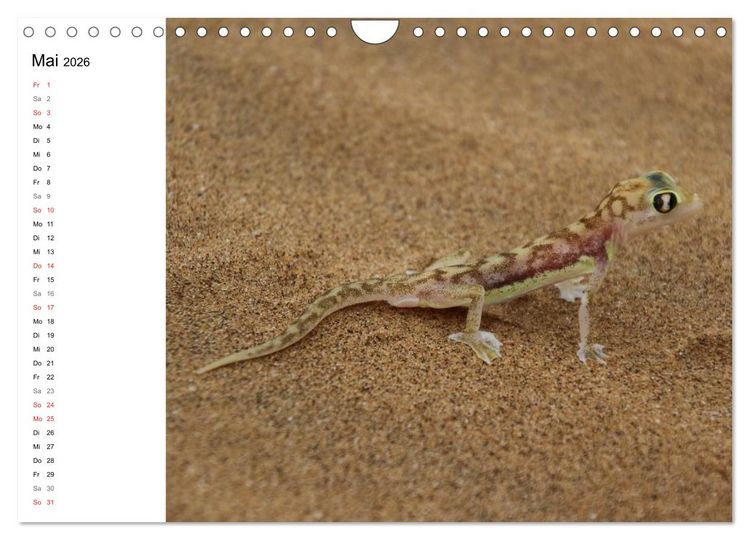 Produktbild: Namibia - Tierische Vielfalt (Planer) (Wandkalender 2026 DIN A4 quer), CALVENDO Monatskalender