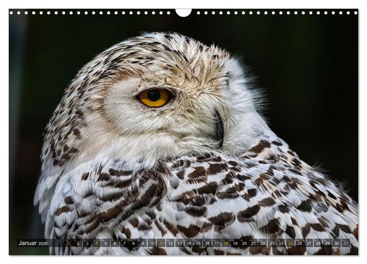 Produktbild: Imposante Vogelportr&auml;ts (Wandkalender 2026 DIN A3 quer), CALVENDO Monatskalender