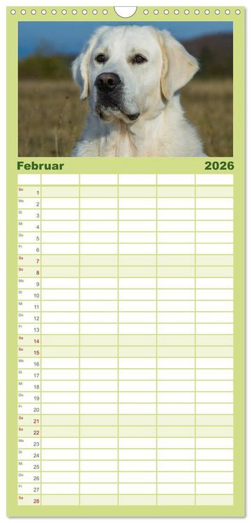 Produktbild: Familienplaner 2026 - Das Gl&uuml;ck hat einen Namen - Golden Retriever mit 5 Spalten (Wandkalender, 21 x 45 cm) CALVENDO