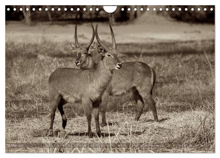 Produktbild: Botswana &ndash; Impressionen aus Afrika (Wandkalender 2026 DIN A4 quer), CALVENDO Monatskalender
