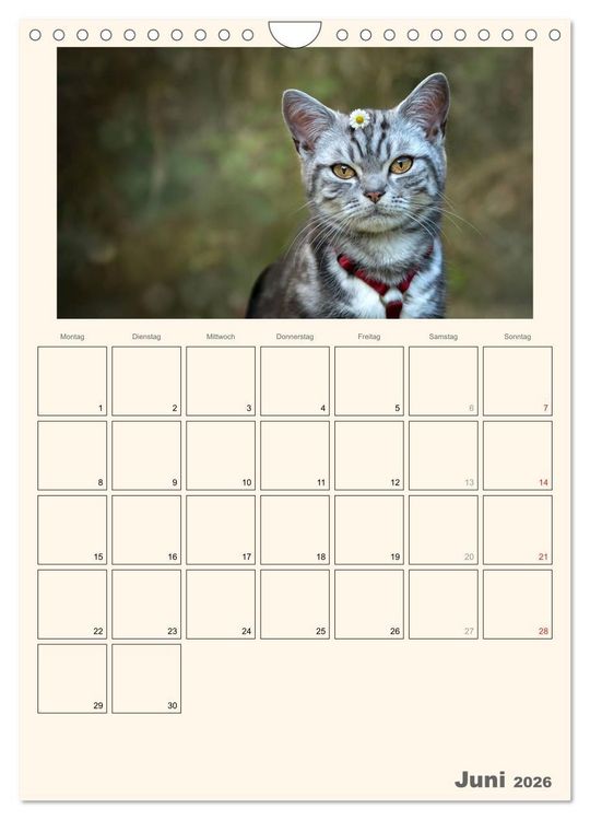 Produktbild: Schmusige Britisch Kurzhaar (Wandkalender 2026 DIN A4 hoch), CALVENDO Monatskalender