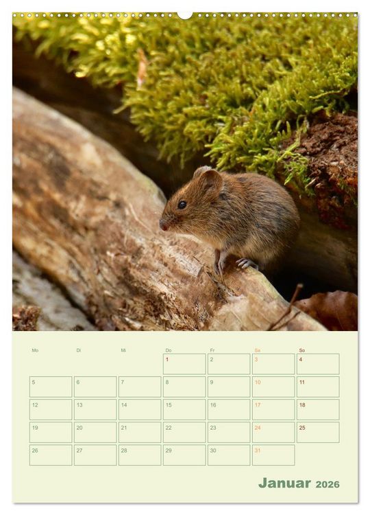 Produktbild: Waldmomente (hochwertiger Premium Wandkalender 2026 DIN A2 hoch), Kunstdruck in Hochglanz