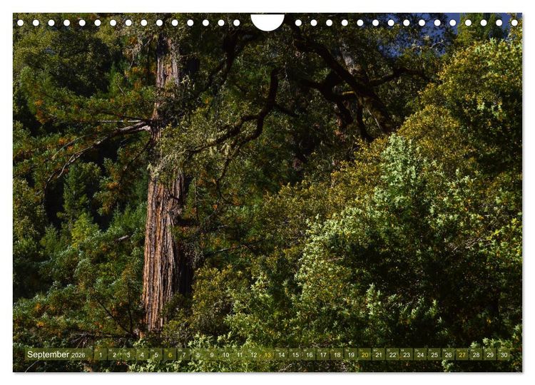 Produktbild: Spaziergang im Wald (Wandkalender 2026 DIN A4 quer), CALVENDO Monatskalender