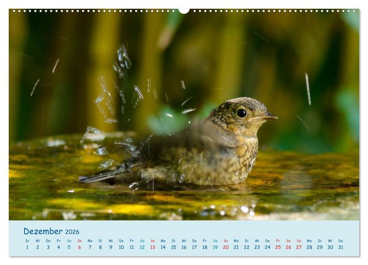 Produktbild: Sommer am Pool - Singv&ouml;gel an der Badestelle (Wandkalender 2026 DIN A2 quer), CALVENDO Monatskalender